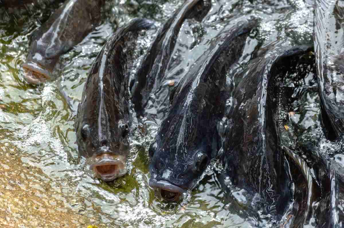 tilapia-3869240_1920